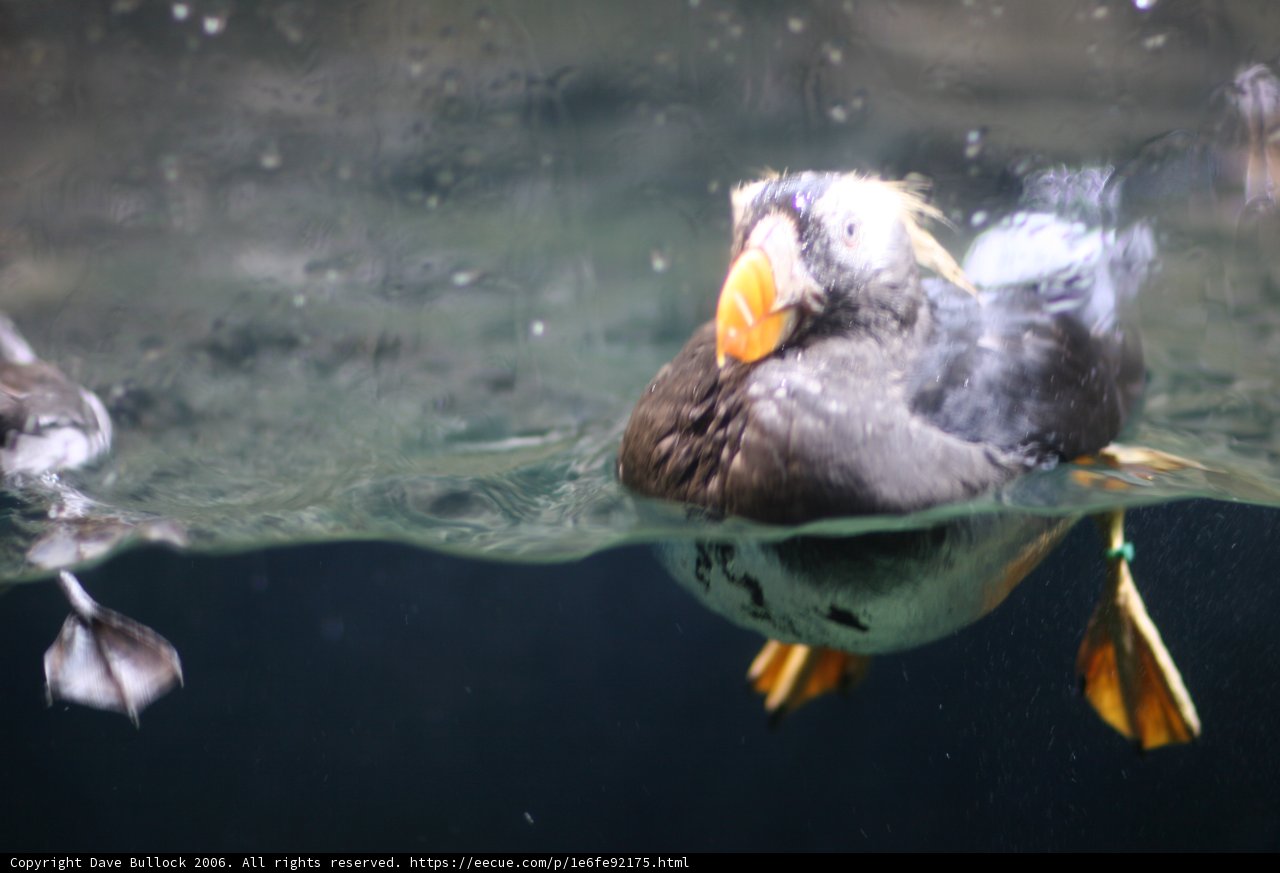 Vibrant Puffin Underwater