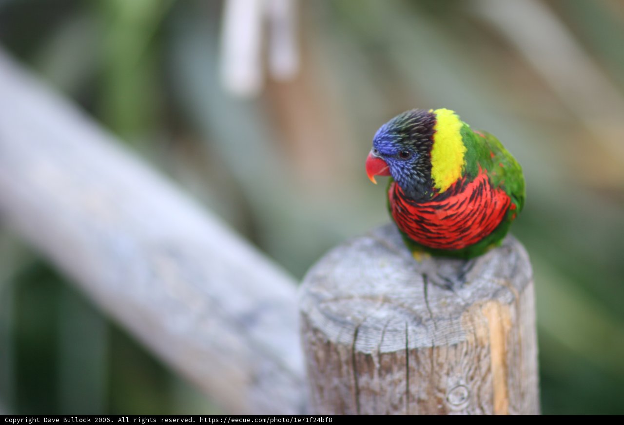 A Beautiful Parakeet Perches on a Wooden Post
