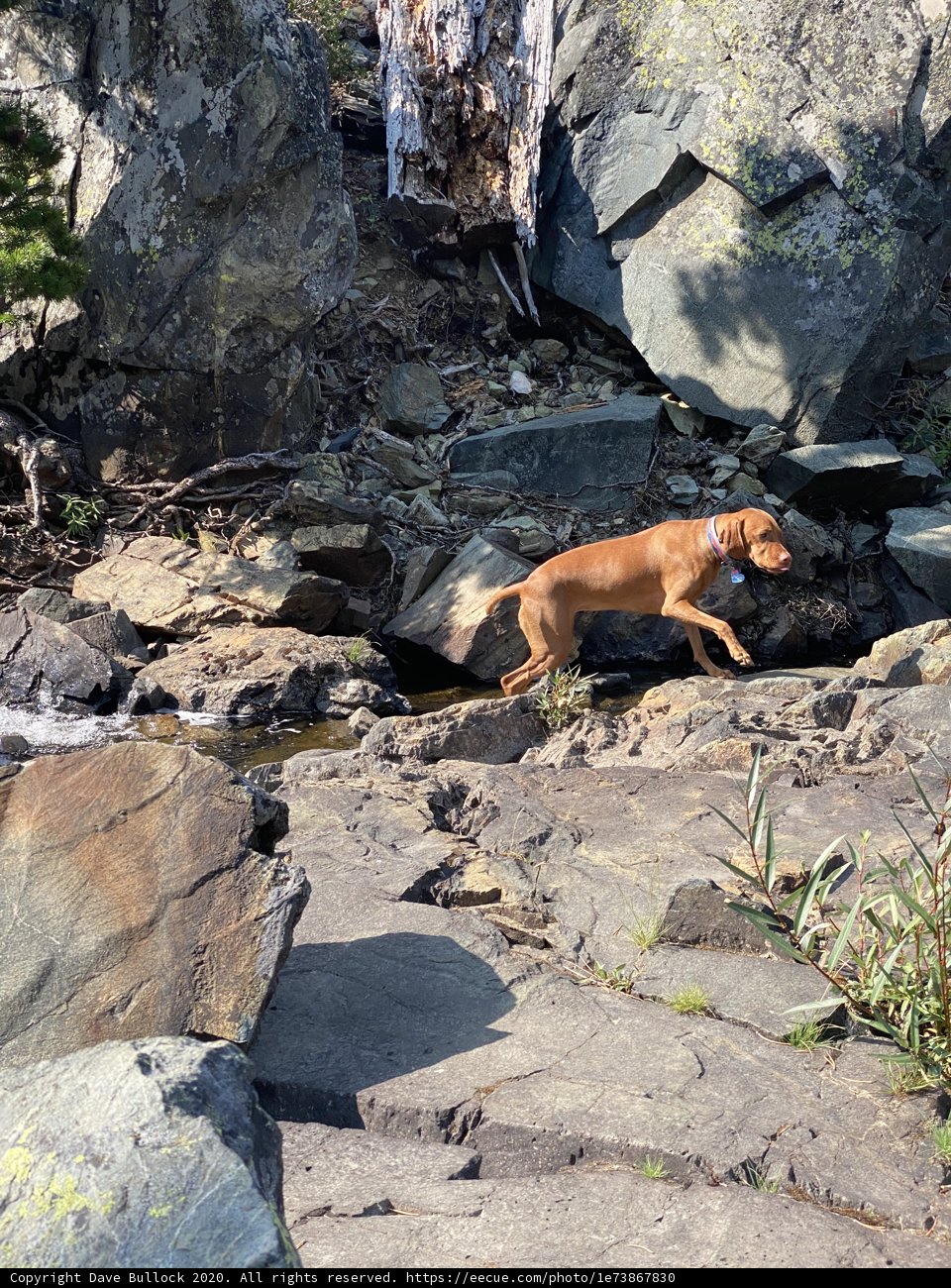 Canine Explorer in the Wilderness