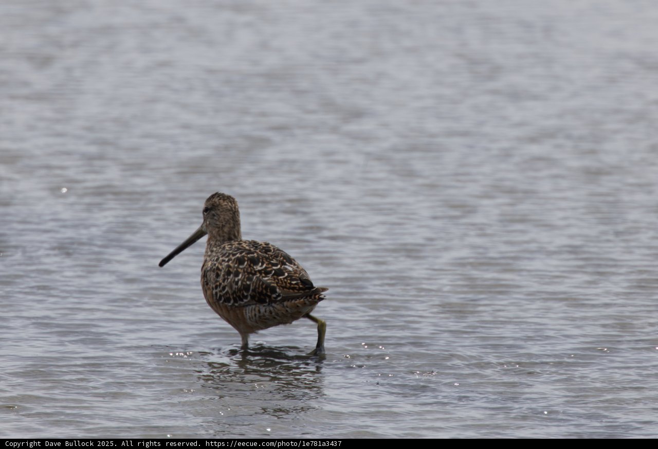 Serene Stroll in the Shallows