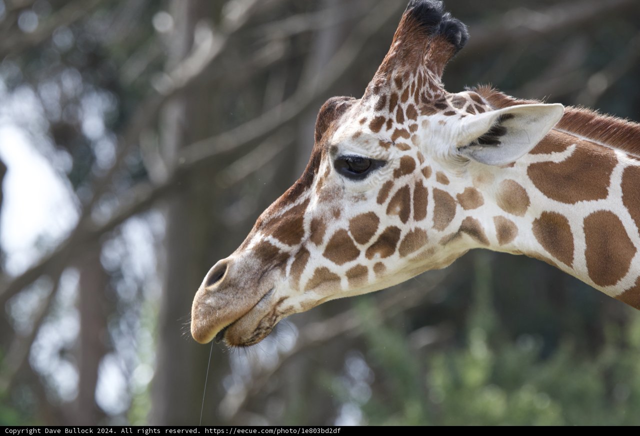 Long-necked Elegance at SF Zoo