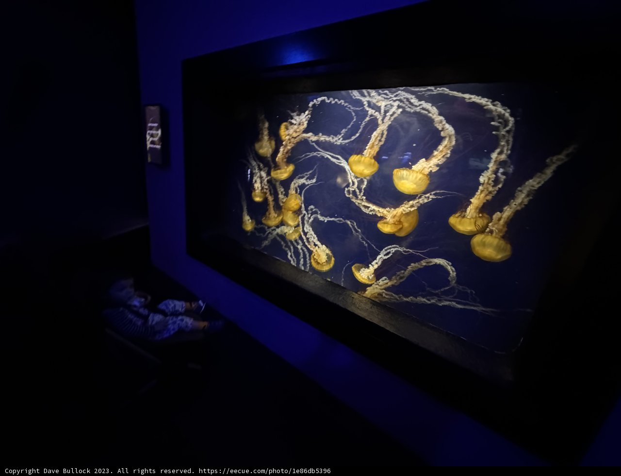 Marvel at the Deep Sea