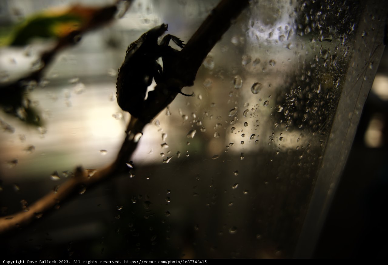 Intricate Life in the Rain