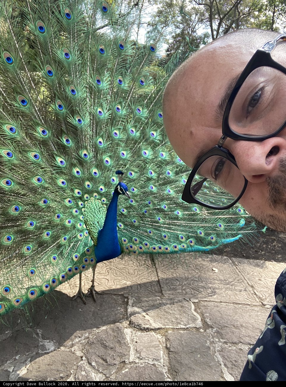 The Man and the Magnificent Peacock