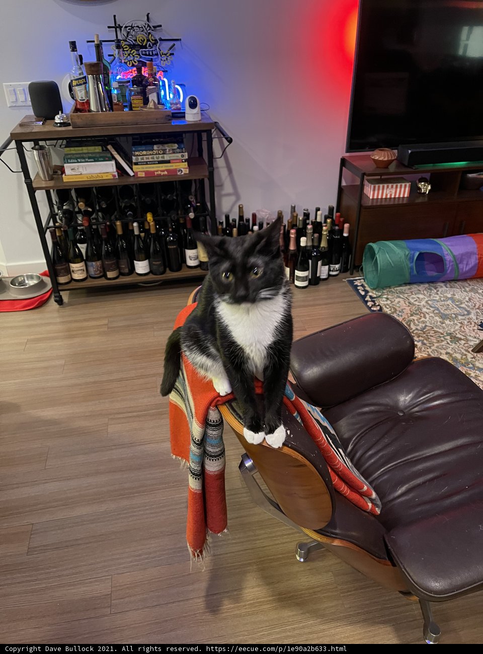 Feline Relaxation in a Cozy Living Room