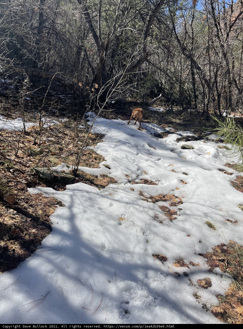 Wintery Woods