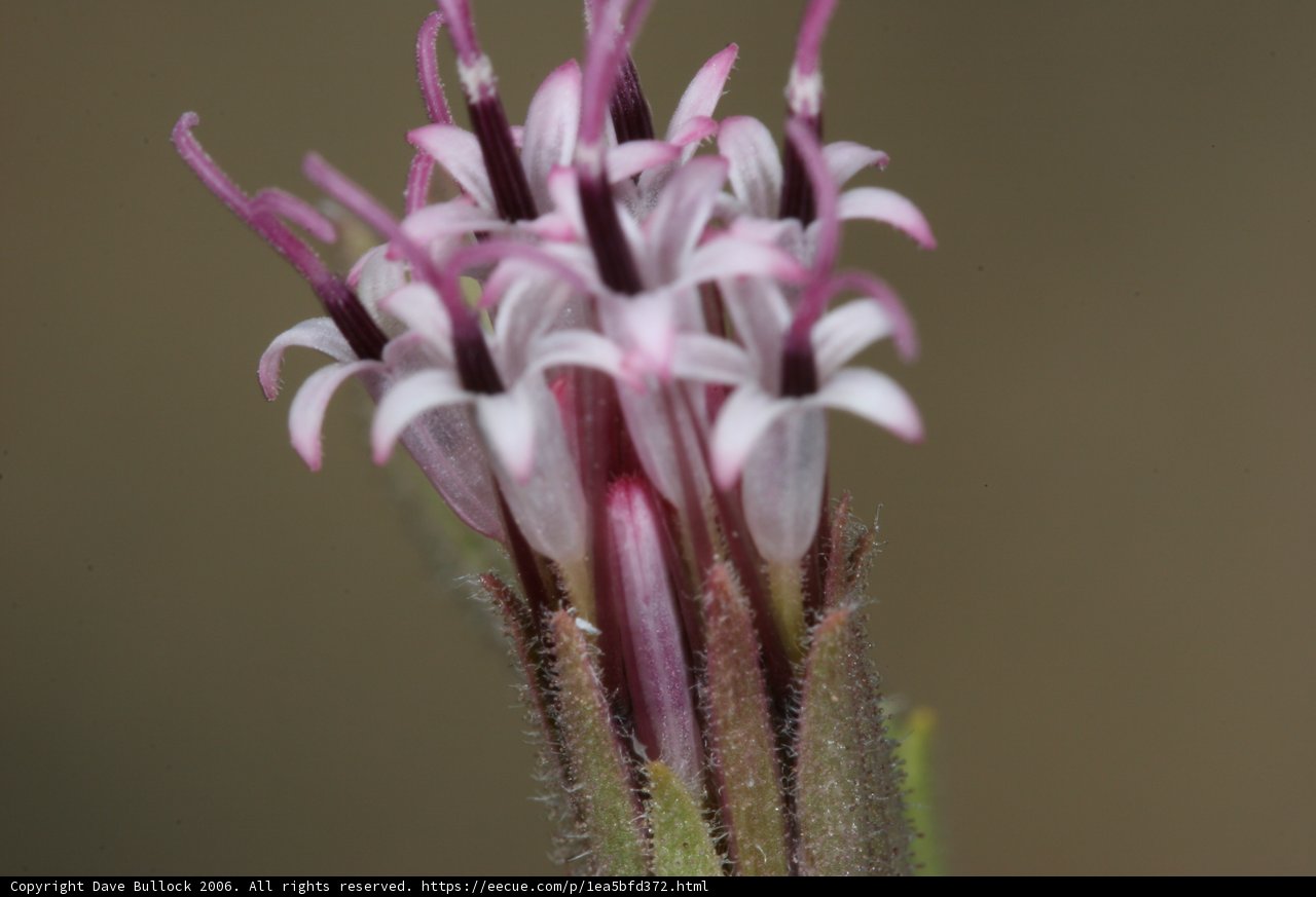 Purple Petals Up Close