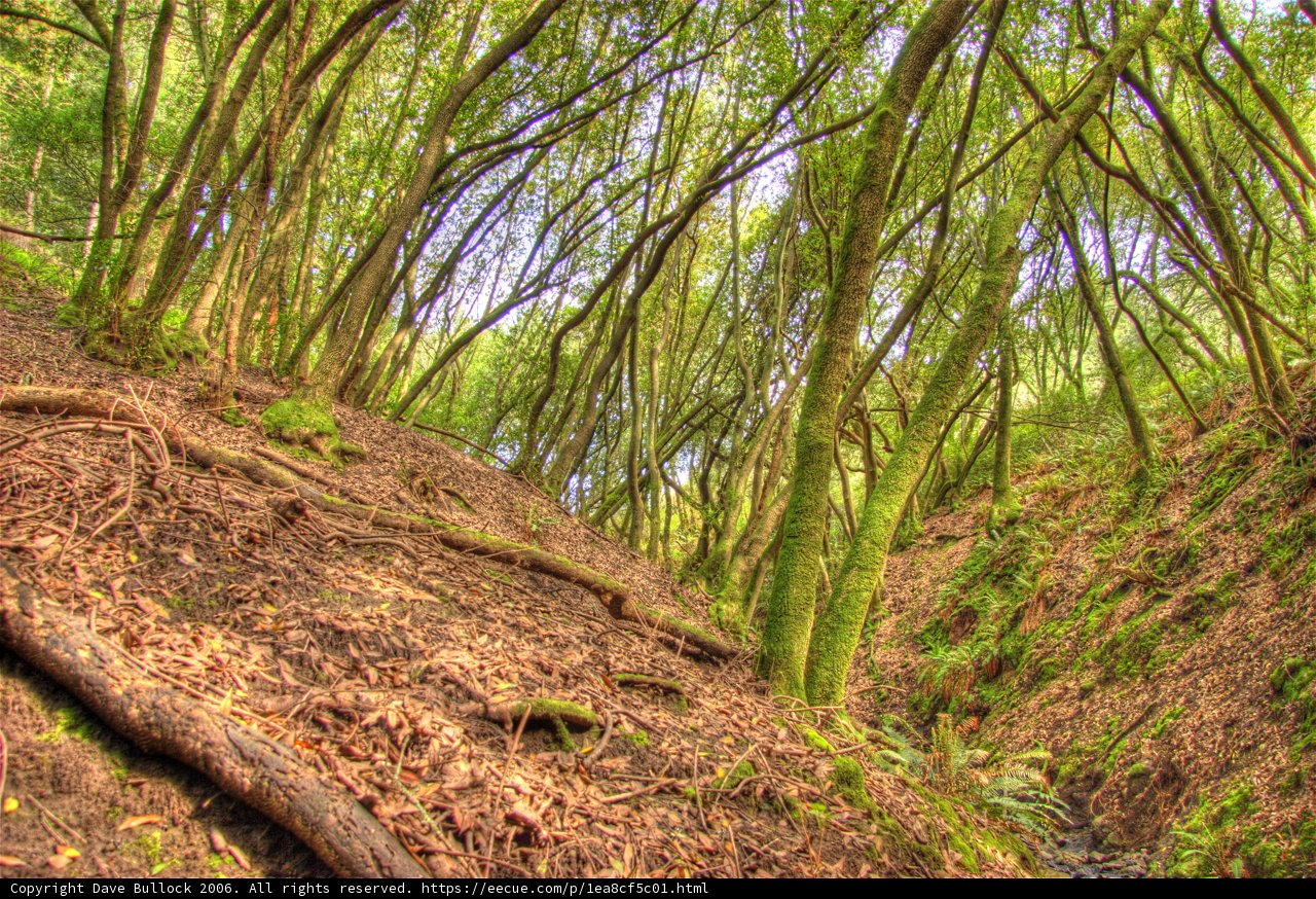 Serene Woodland Scene