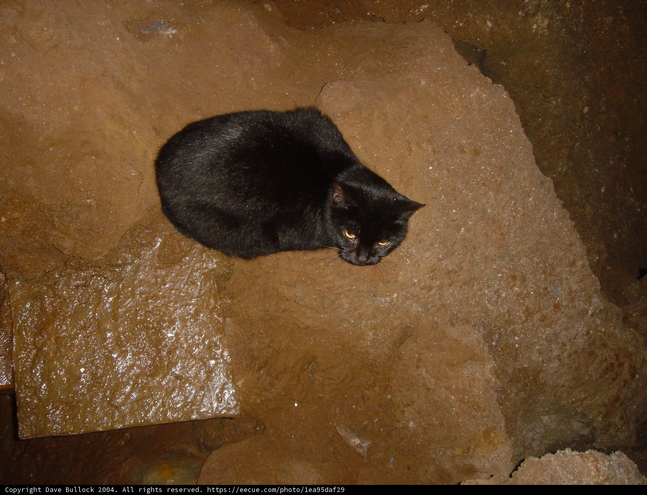 Rocky Feline