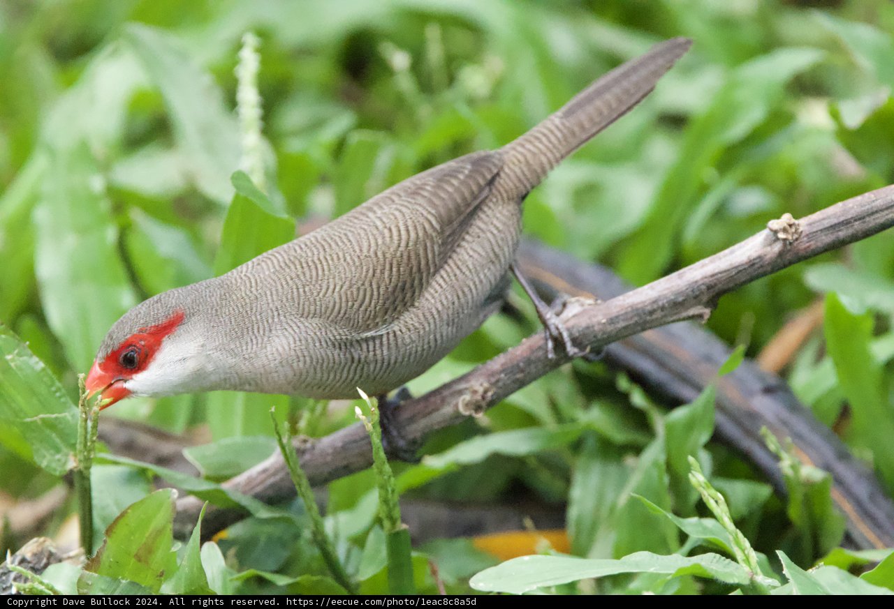 Glimpse of a Red-Browed Finch at Honolulu Zoo