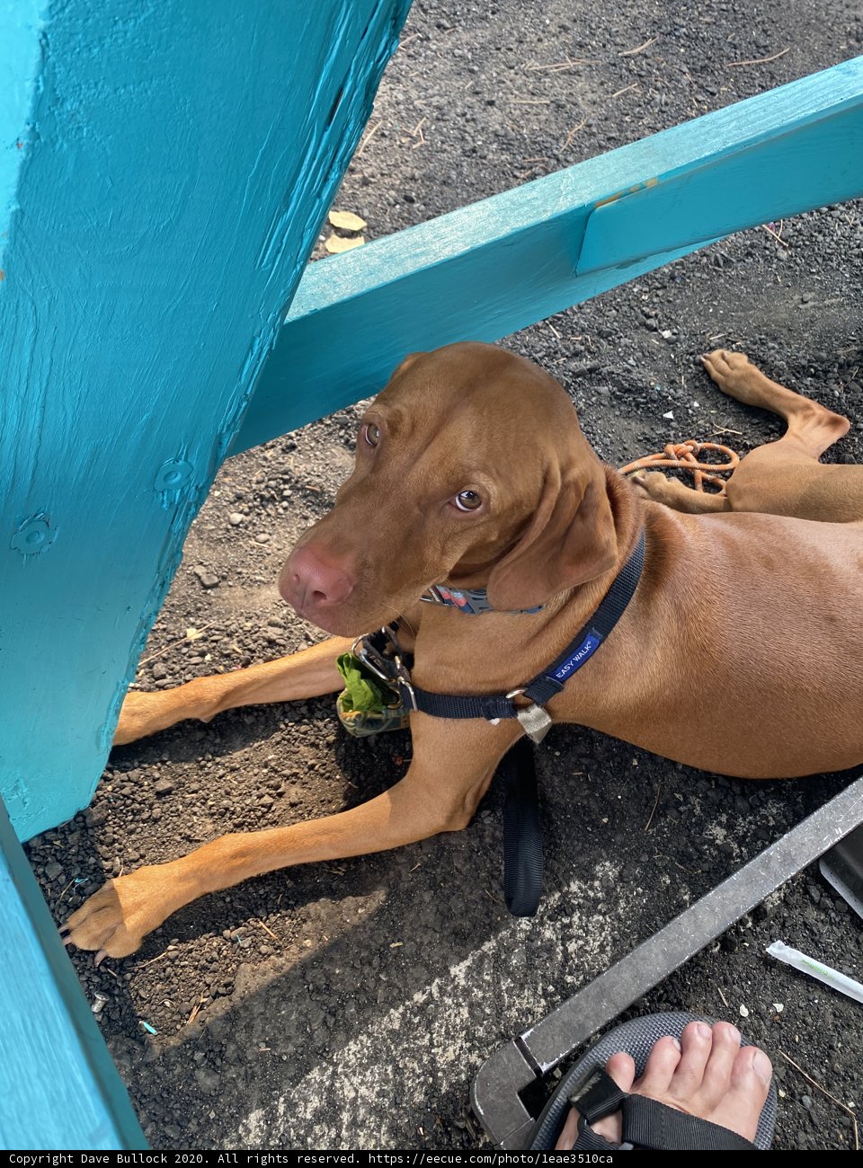 Serene Vizsla