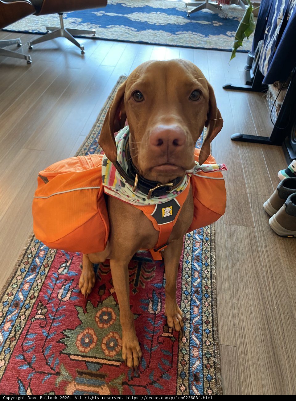 Backpacking Vizsla