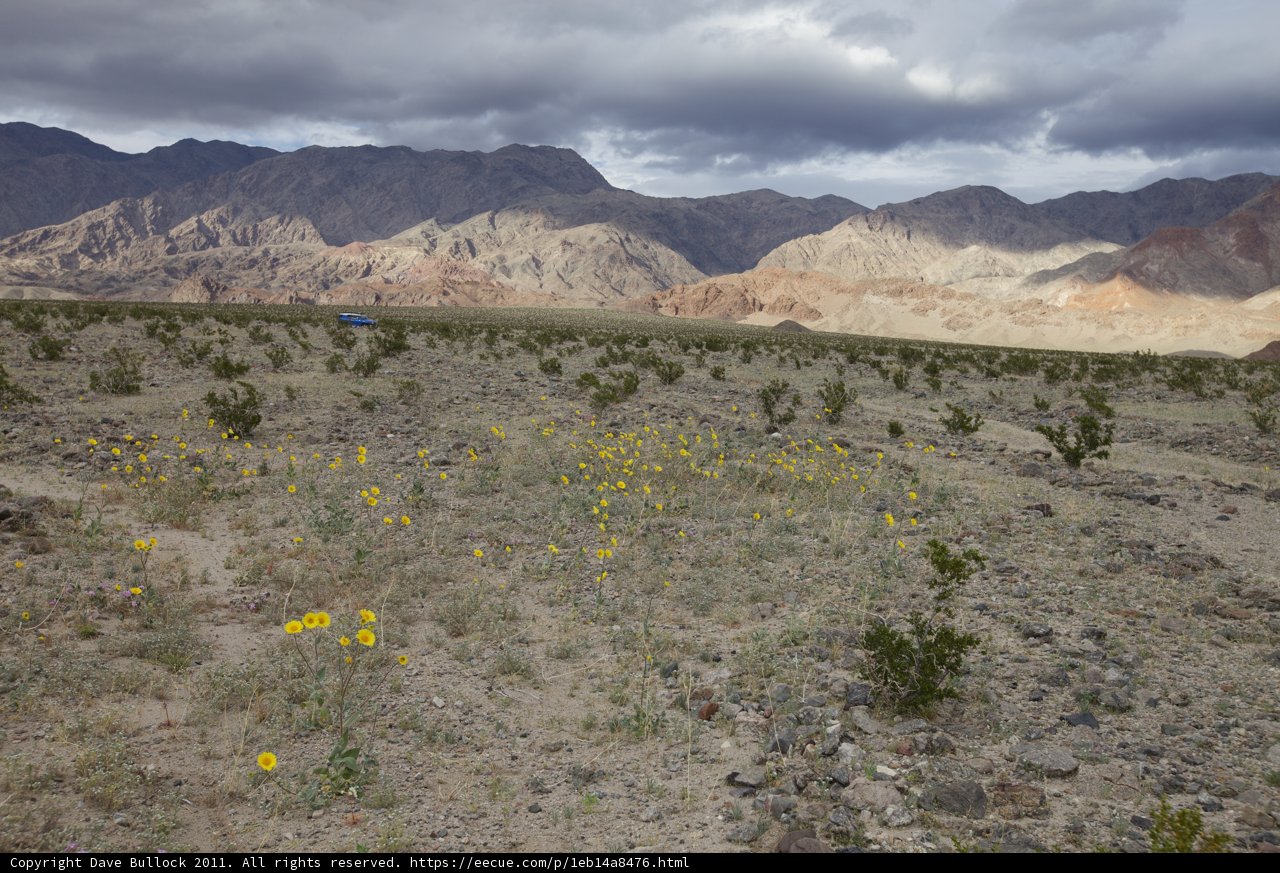 A Burst of Sunshine in the Desert