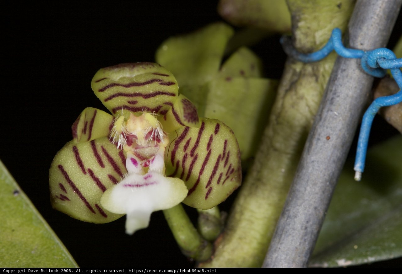 Blue String Orchid