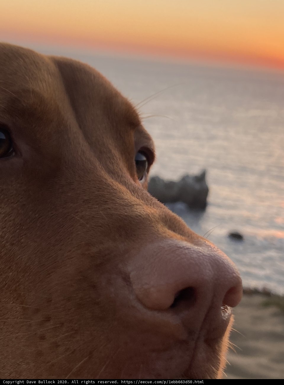 Canine Contemplation