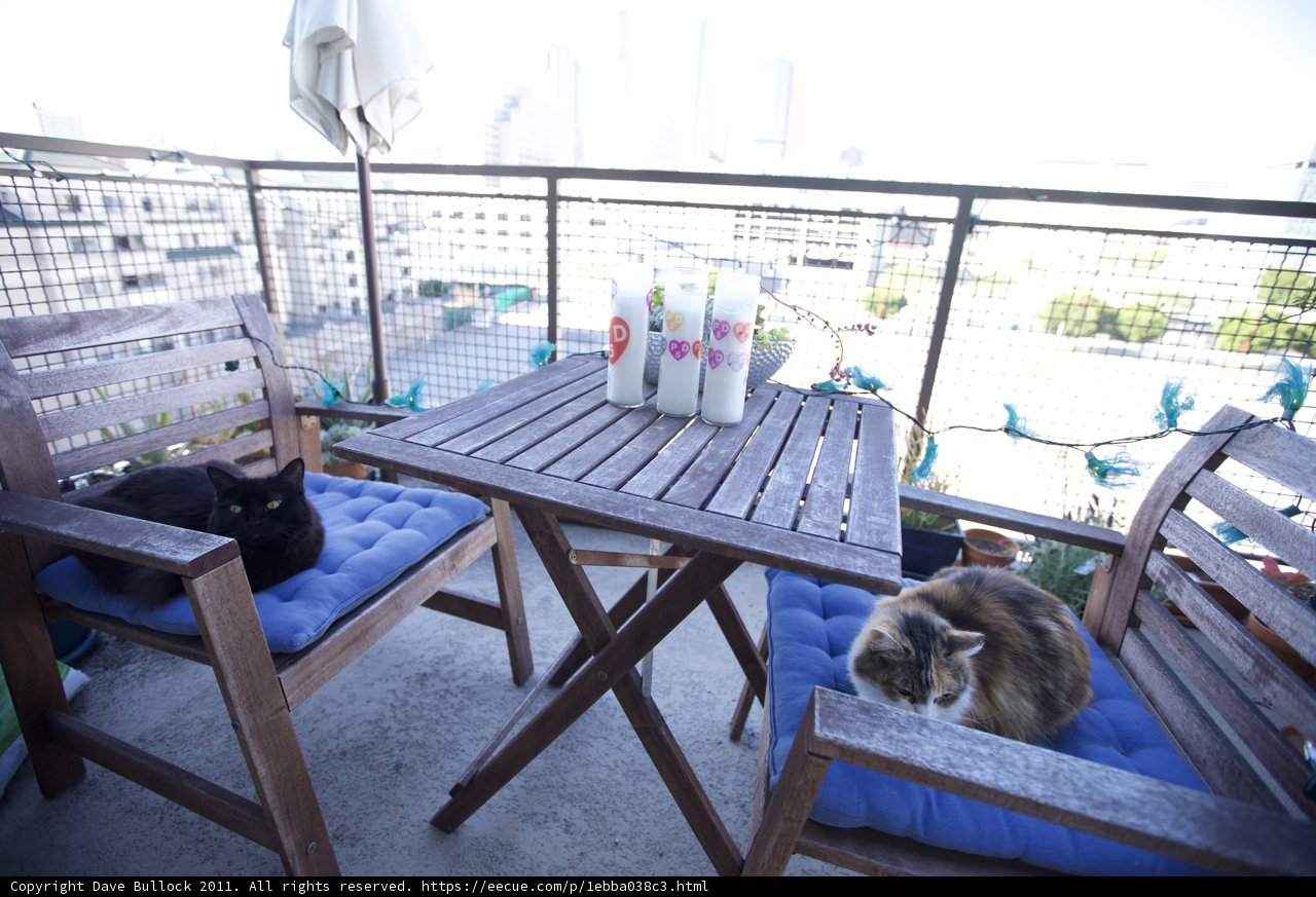 Feline Festivities