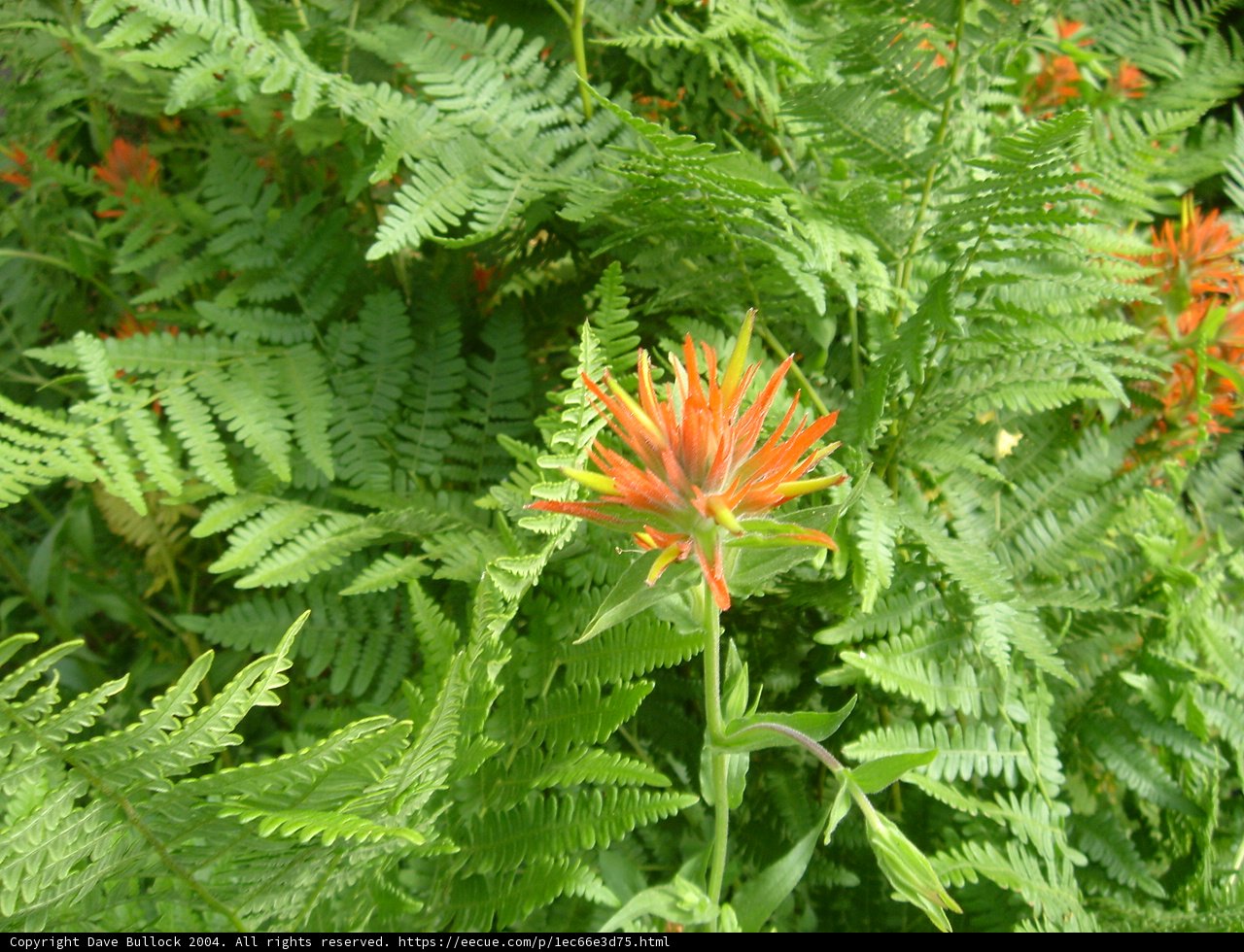 Vibrant Orange Bloom Among Lush Greenery