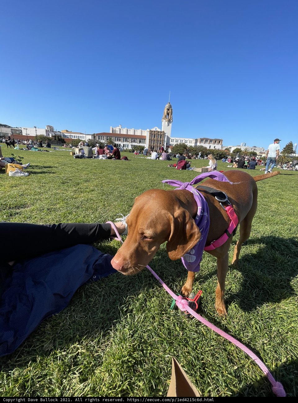 A Day at Mission Dolores Park with a Furry Companion