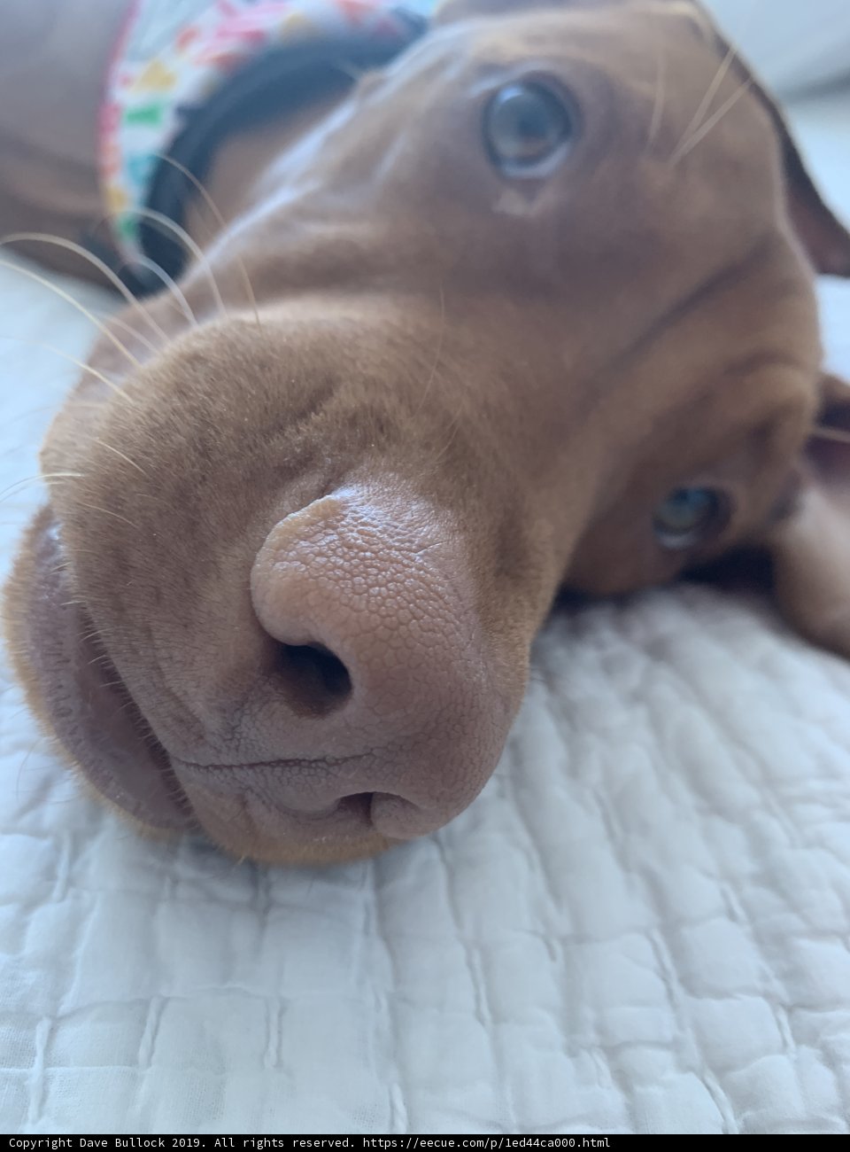 Snout on Pillow