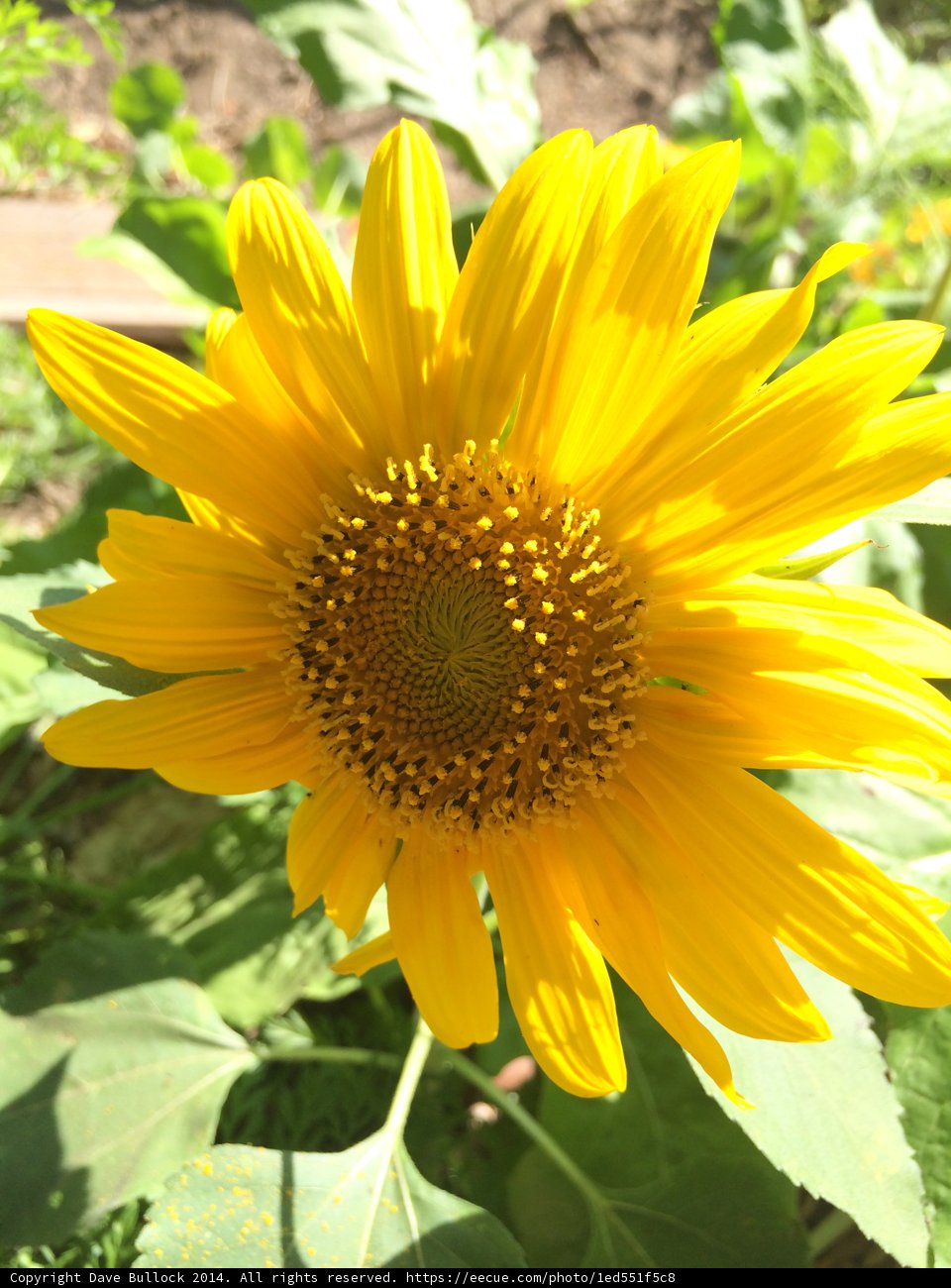 Sunny Daisy