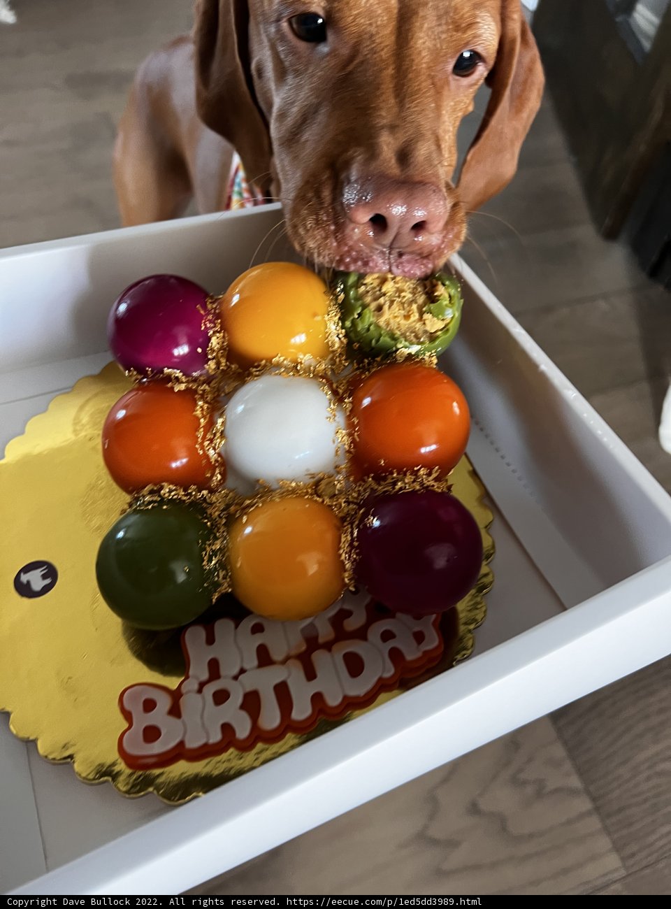 Happy Birthday, Fido!