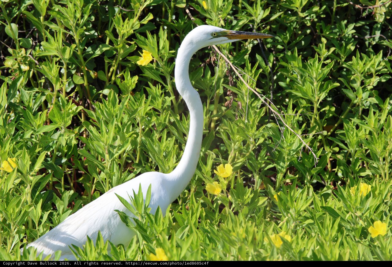 Great Egret Gathering Nesting Material in Spring Wetlands