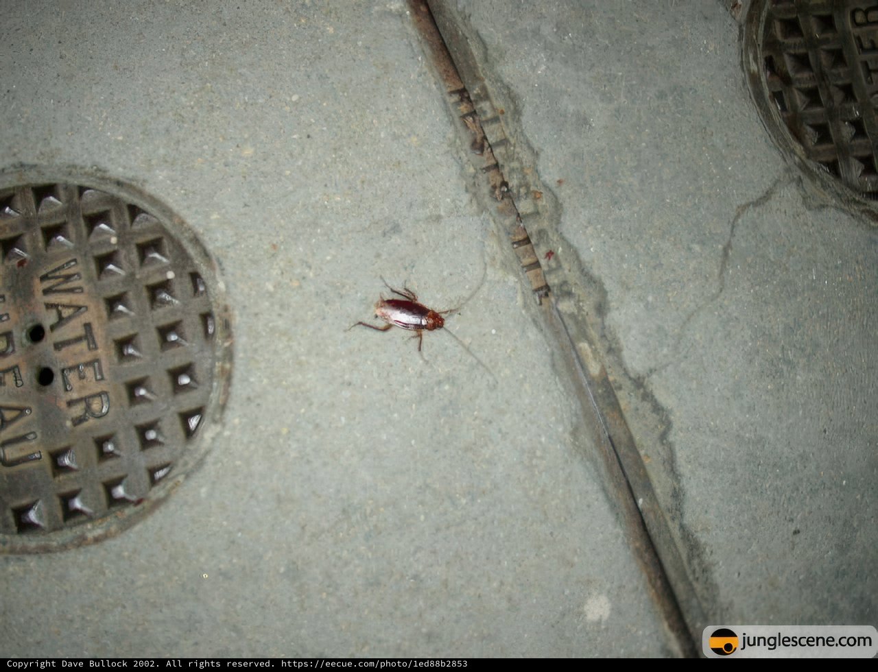 Creepy Crawly near the Drain