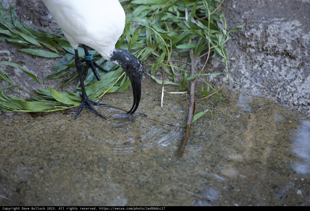 The Solitary Crane: Graceful Elegance in its Natural Habitat
