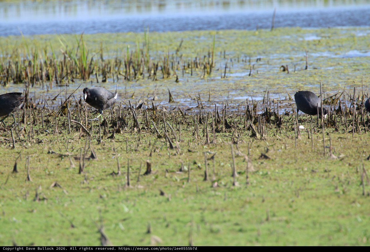 American Coots Foraging in Flooded Wetland Grassland