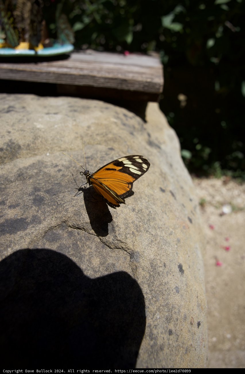 Monarch's Morning Rest