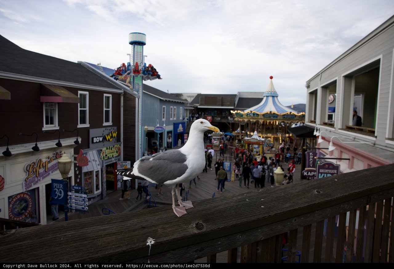 Seagull Watch from the Waterfront