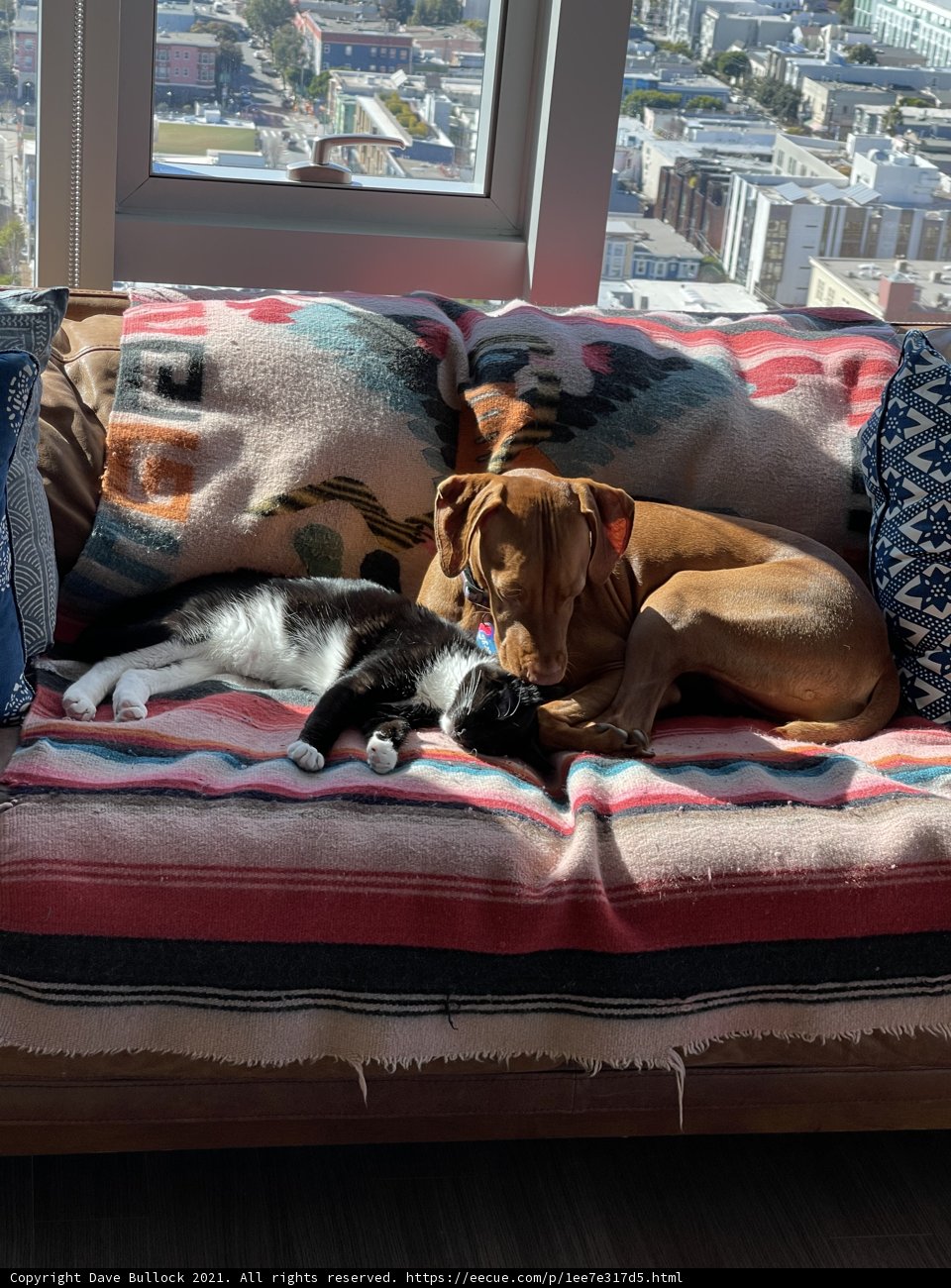 Furry Friends on the Couch