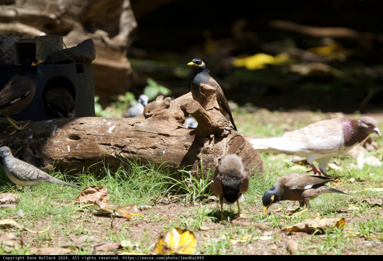Avian Assembly at Honolulu Zoo