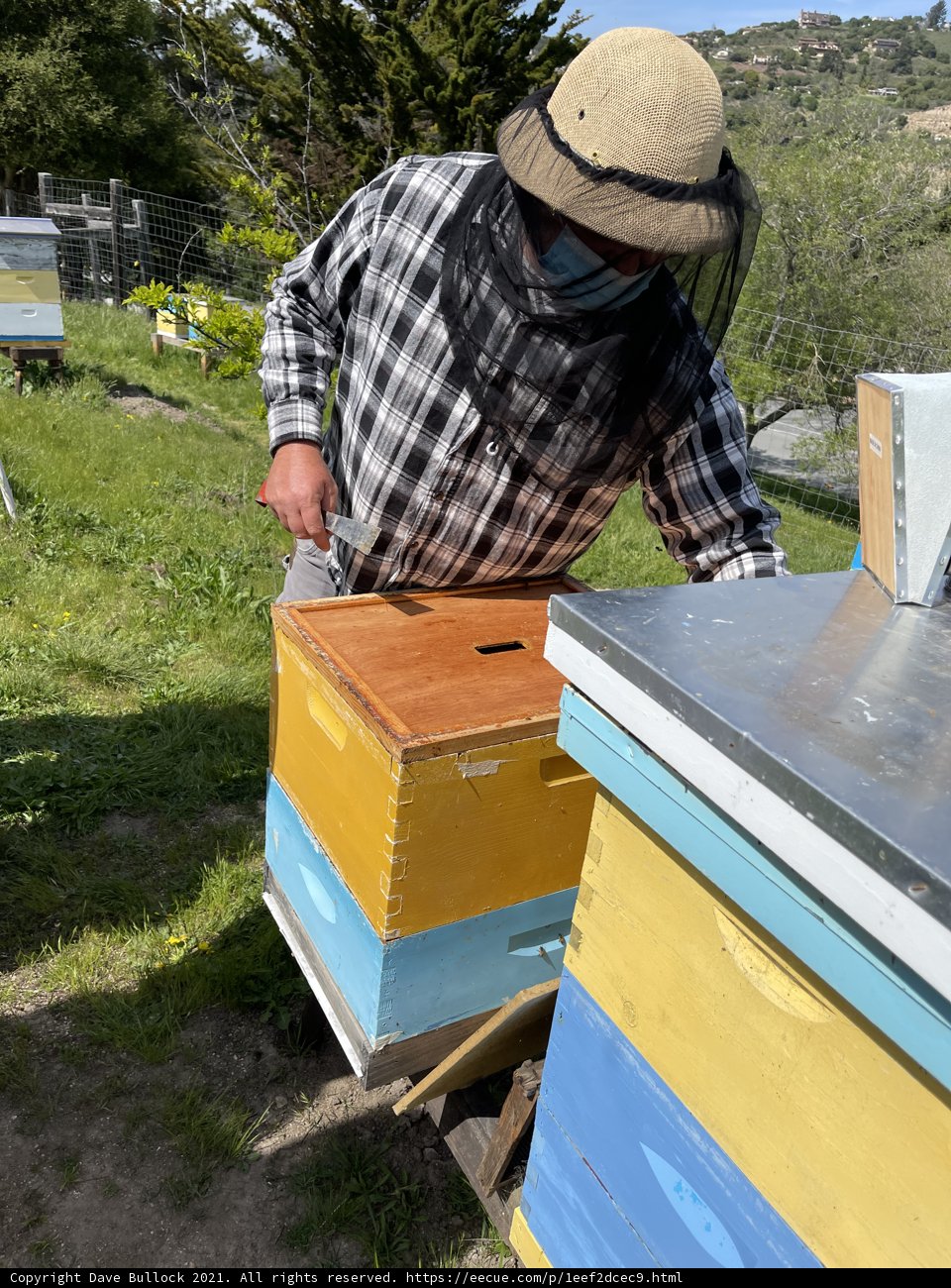 Busy Beekeeper tending to his Apiary