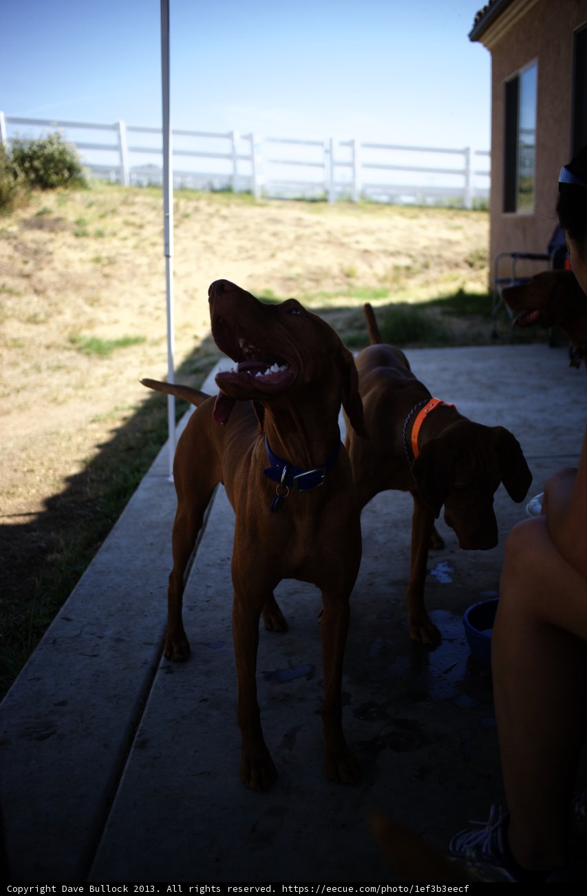 Canine Companions