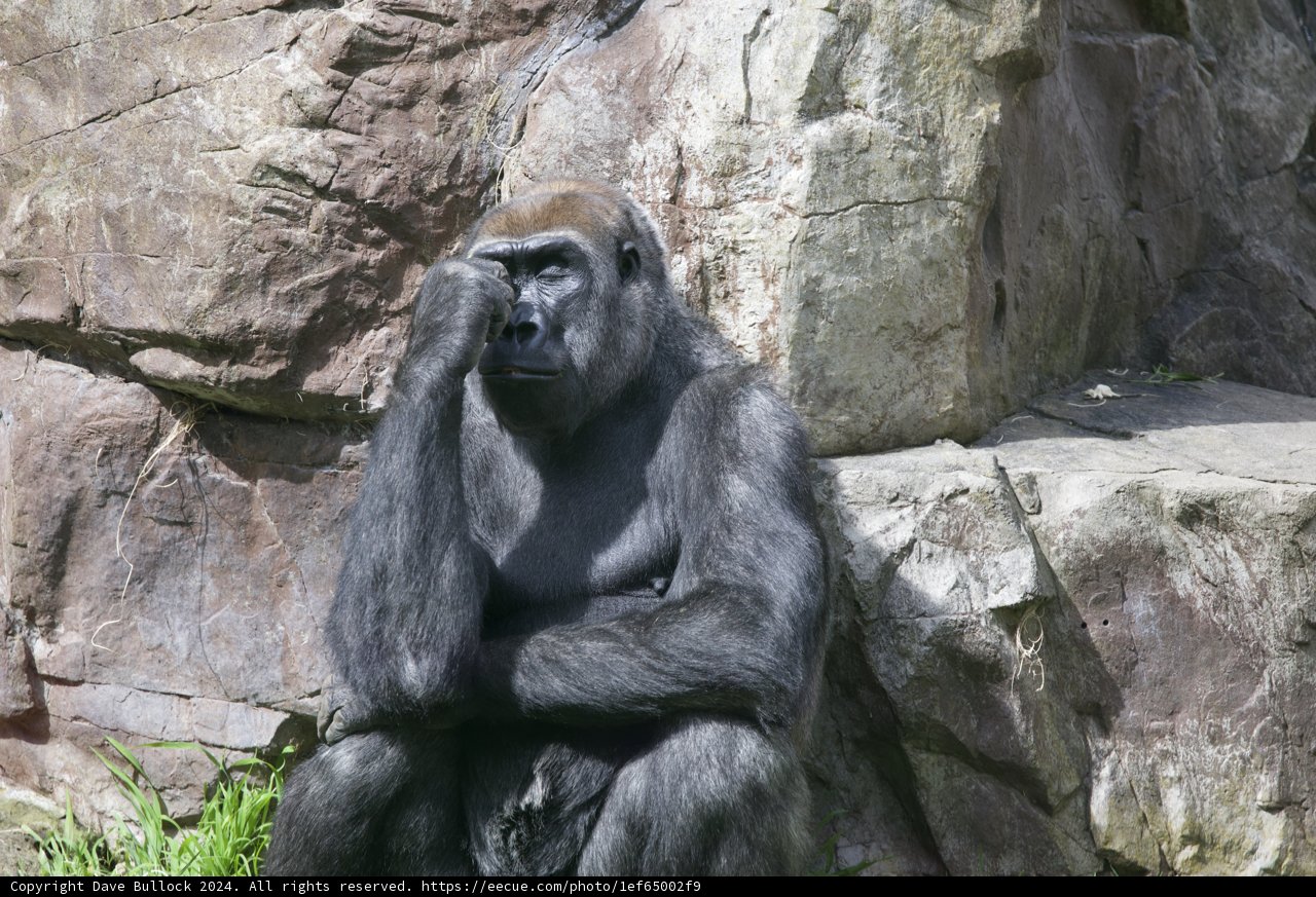 The Contemplative King of SF Zoo