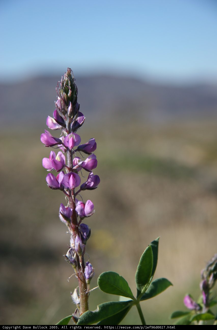 Lupine Blooming in Alpine Meadows