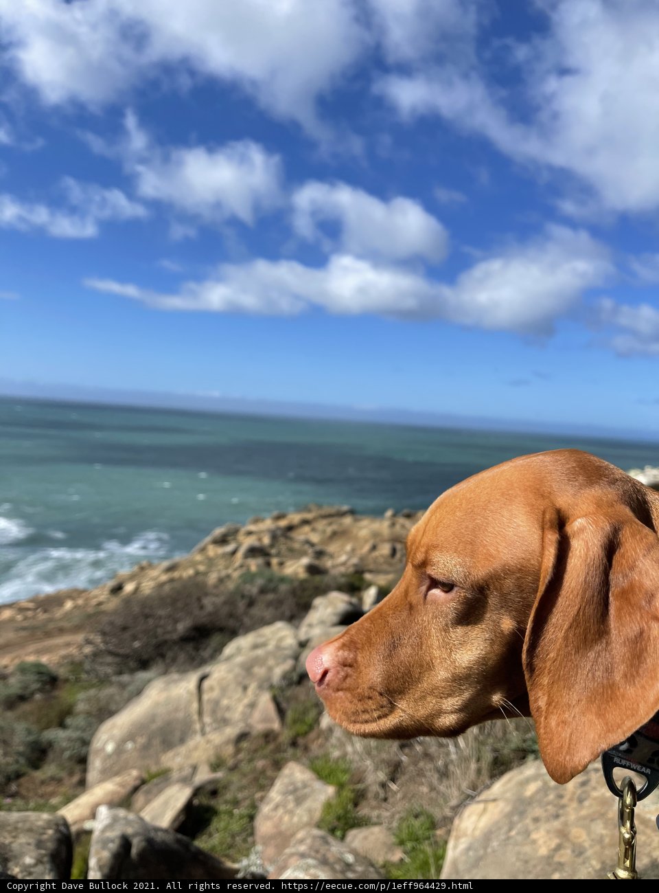 Pensive Vizsla Takes in the View at Jenner Coast