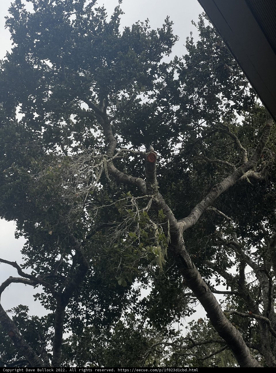 Elevated View of the Jungle