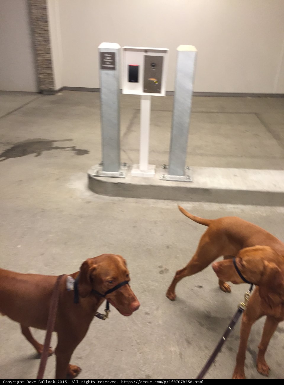 Evening Walk with Vizslas