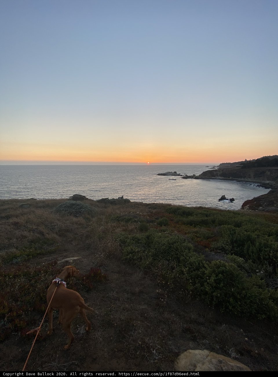 Canine Scouting at Sunset