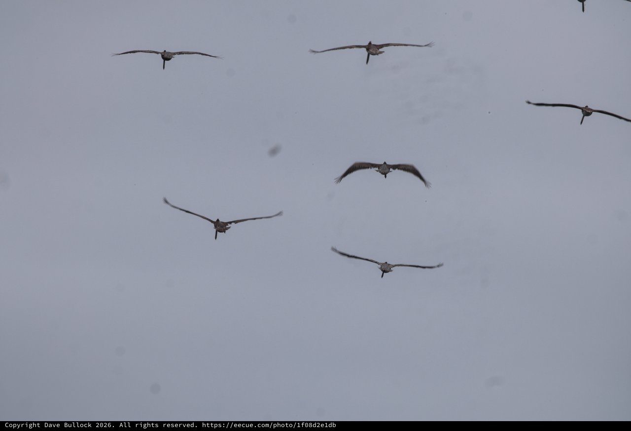 Flock of Large Birds Soaring Through Overcast Sky