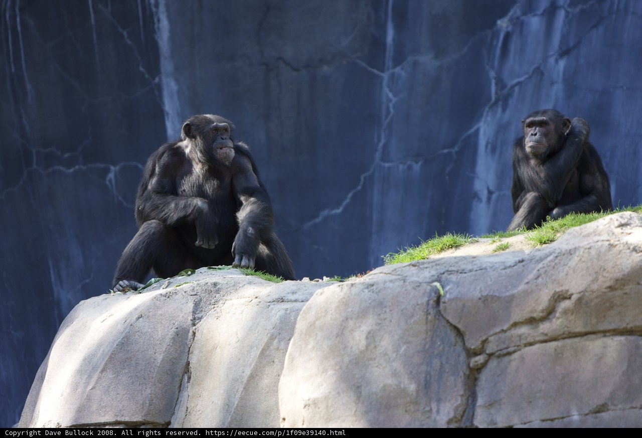 Chimps Soaking Up the Sun