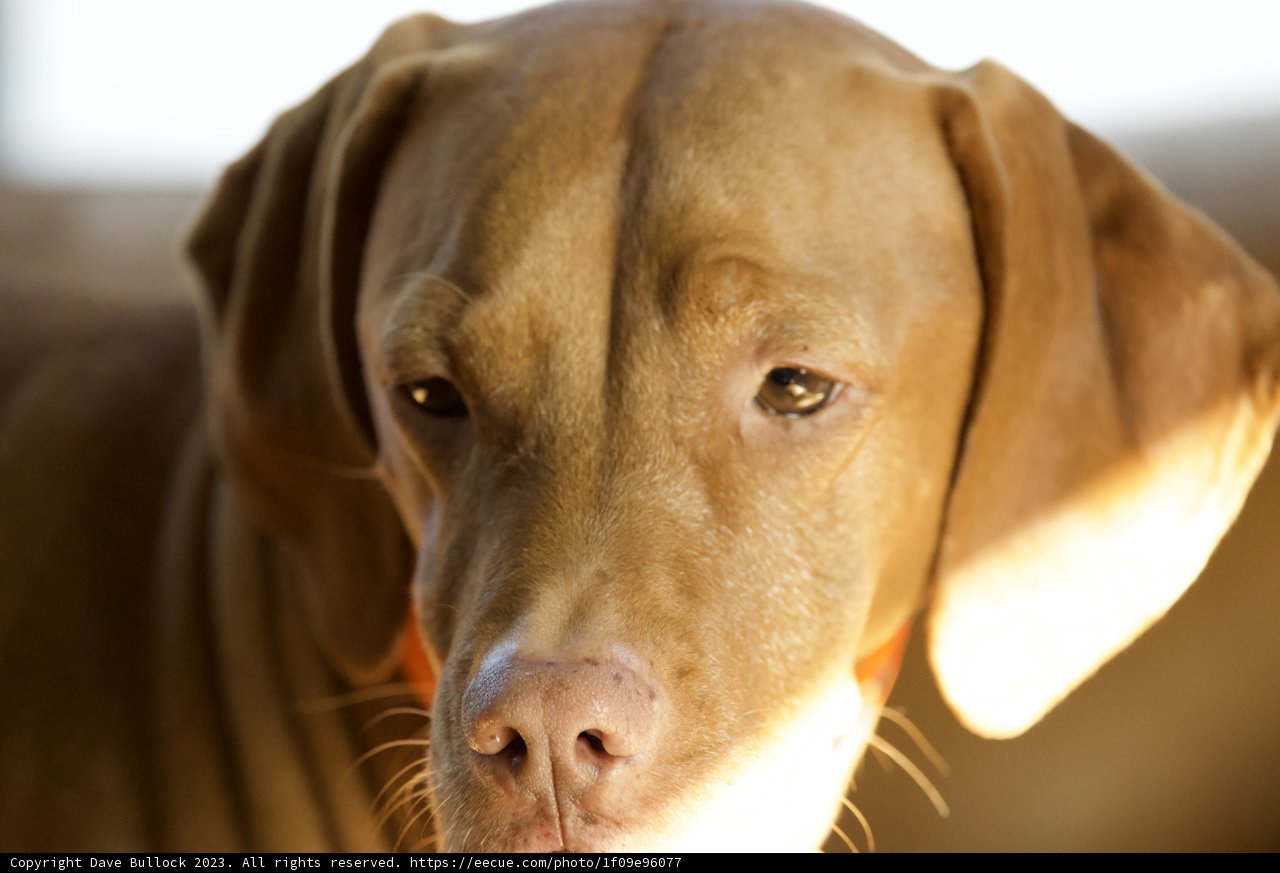 Sunshine Serenity: Portrait of a Labrador Retriever