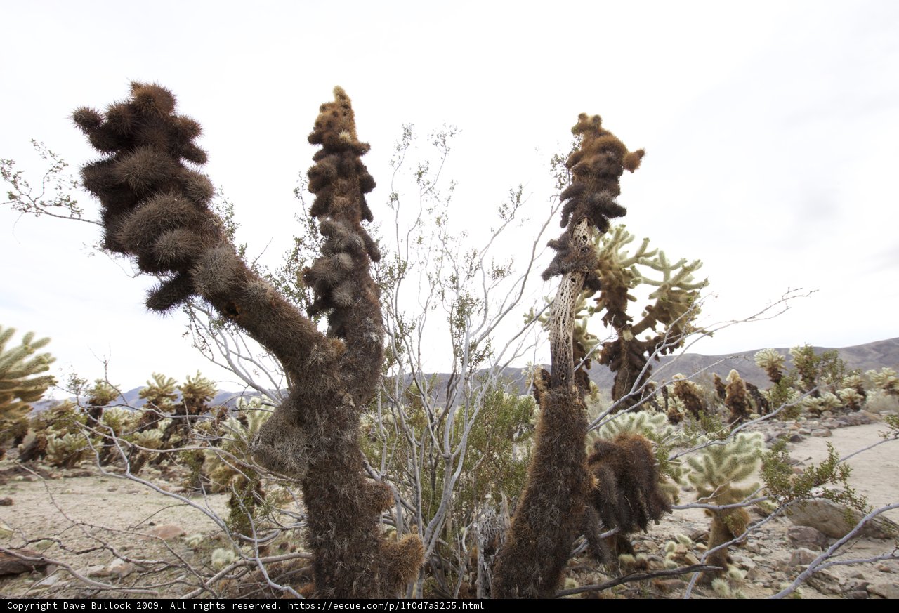 Desert Flora