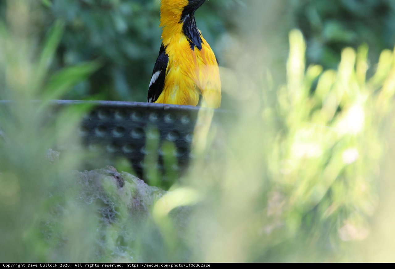Hooded Oriole Perched Among Garden Foliage