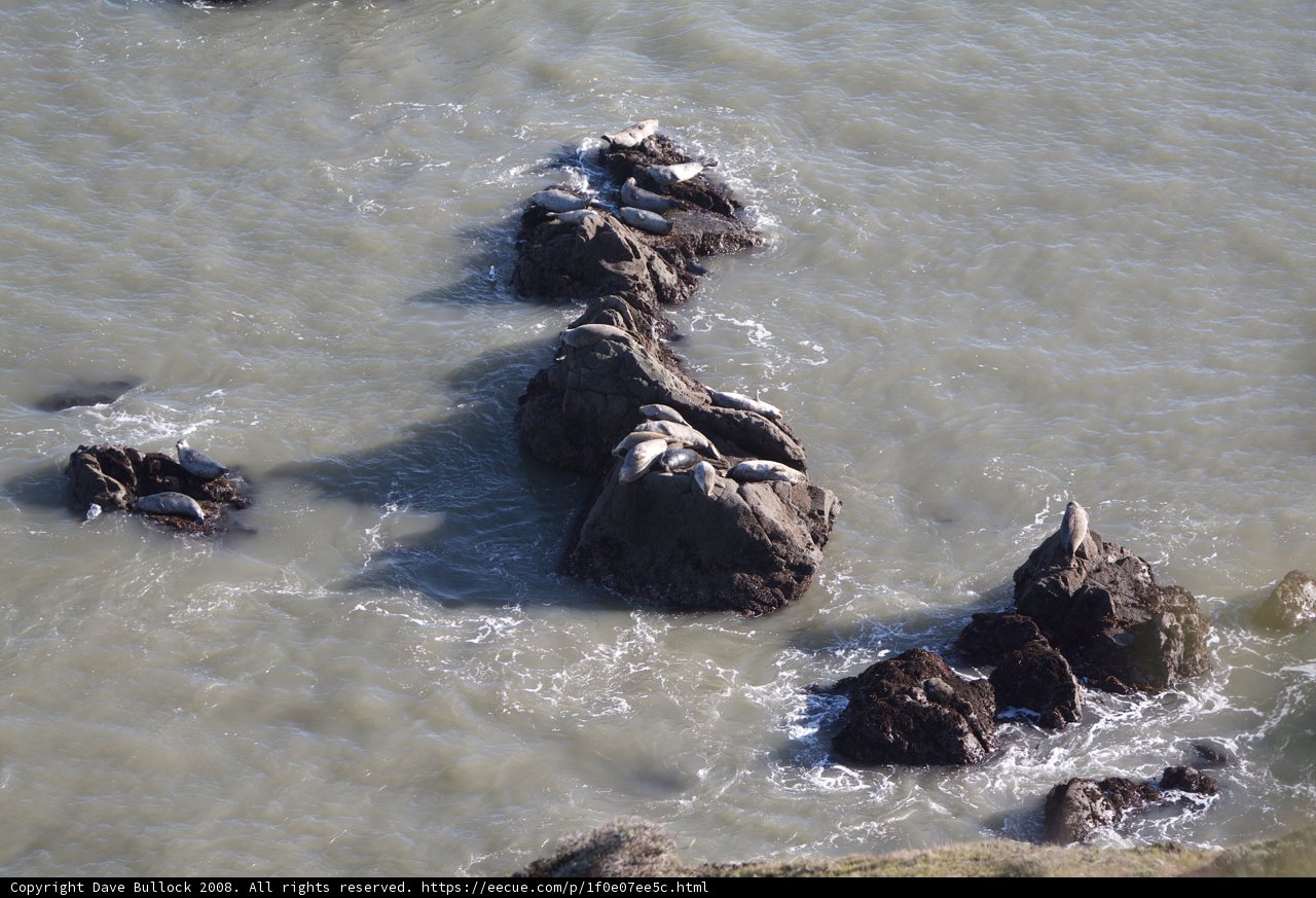 Seals Sunbathing on Rocky Promontory