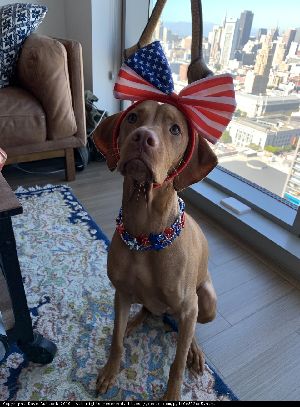 Patriotic Pup