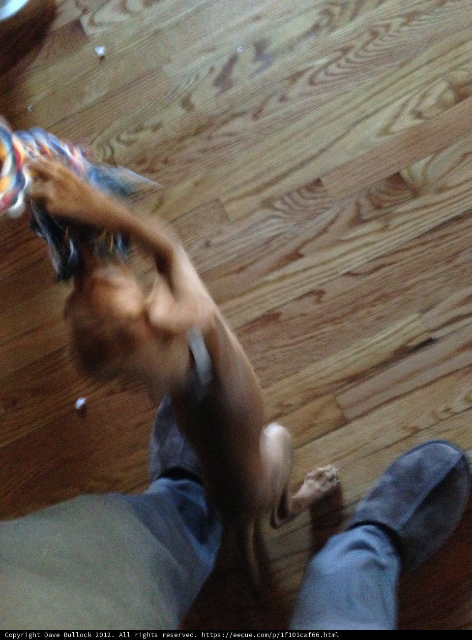 Playtime on Hardwood Flooring