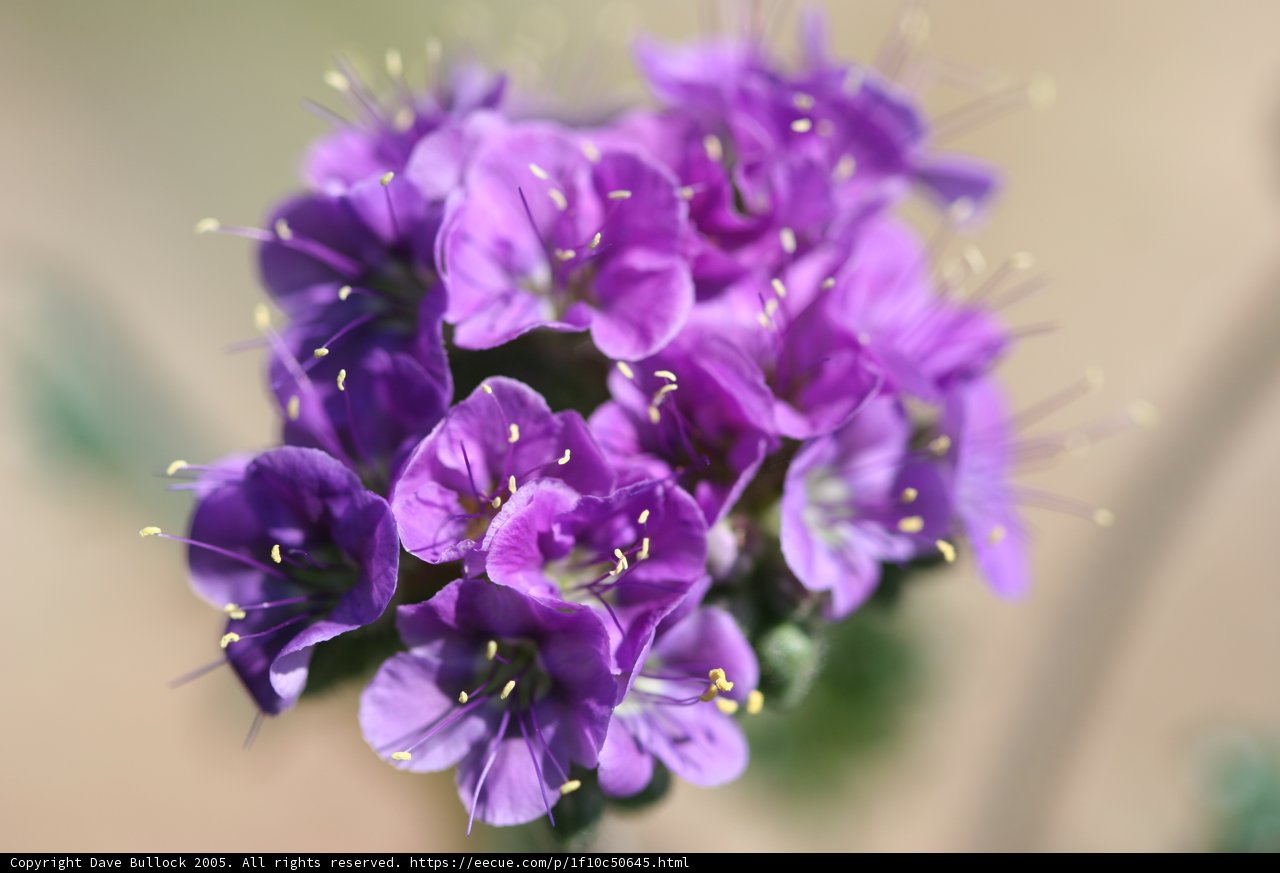 Purple Geraniums with Yellow Stamens